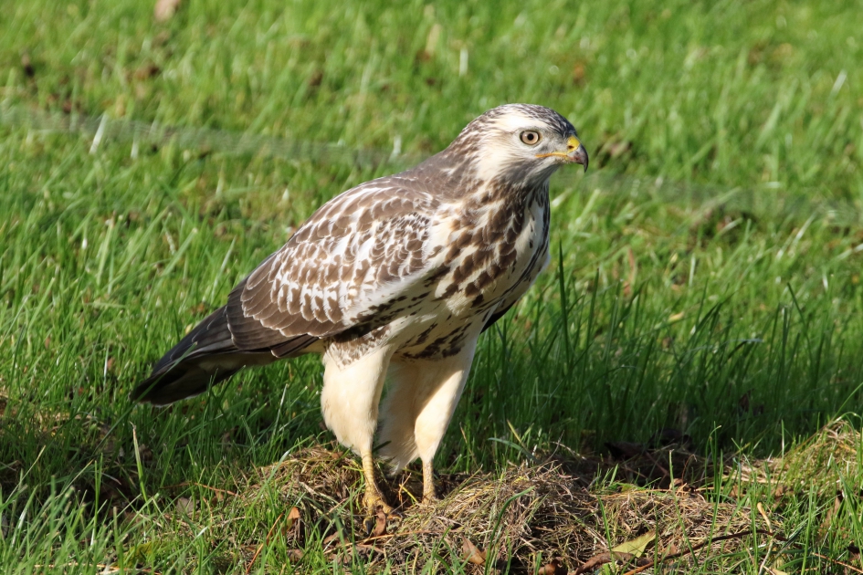 After dinner - Vogels - Buizerd