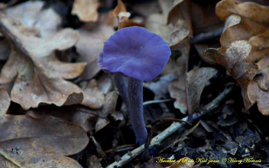 Amethistzwam - Schimmels - amethist zwam - rode kool zwam