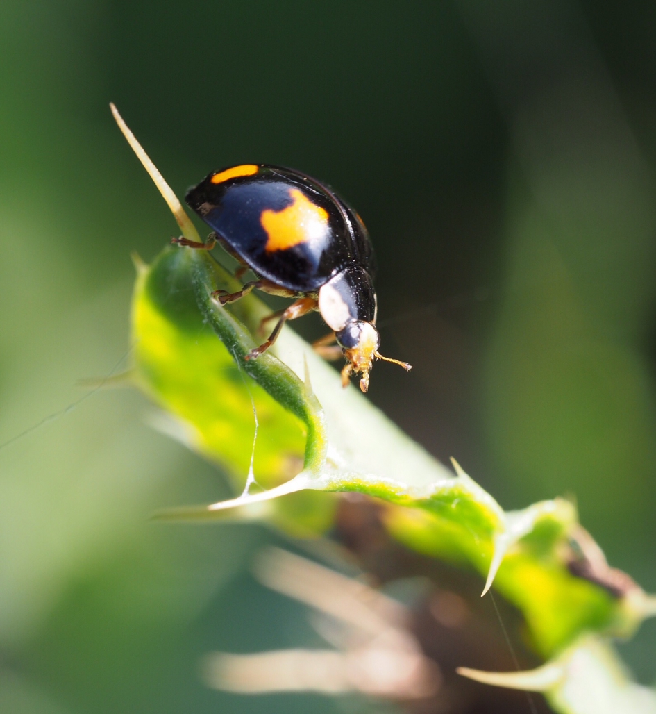Aziaat - Geleedpotigen - Veelkleurig Aziatisch lieveheersbeestje