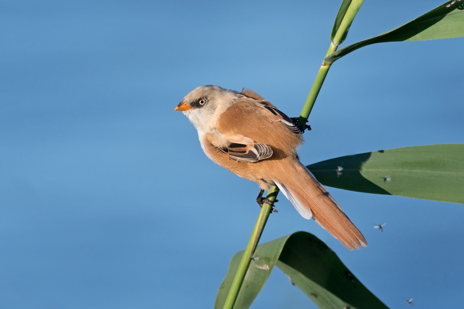 Baardman op rietstengel - Vogels - Baardman