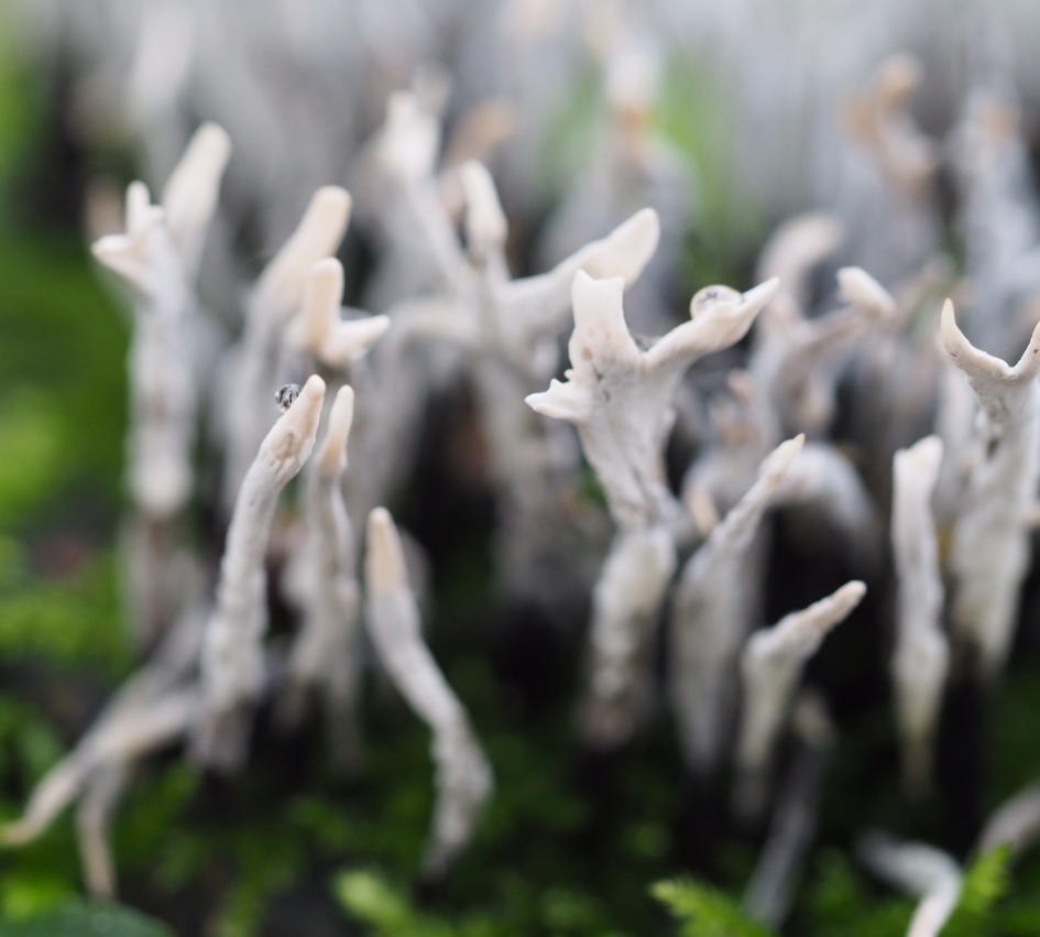 Ballet - Schimmels - Geweimos