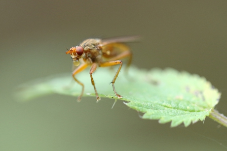 bellenblazende strontvlieg