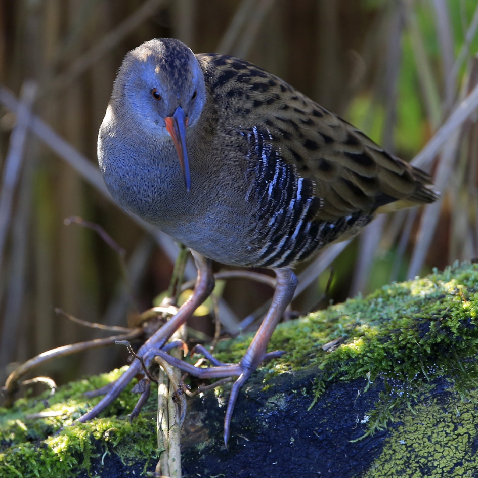 Beloning ... - Vogels - Waterral
