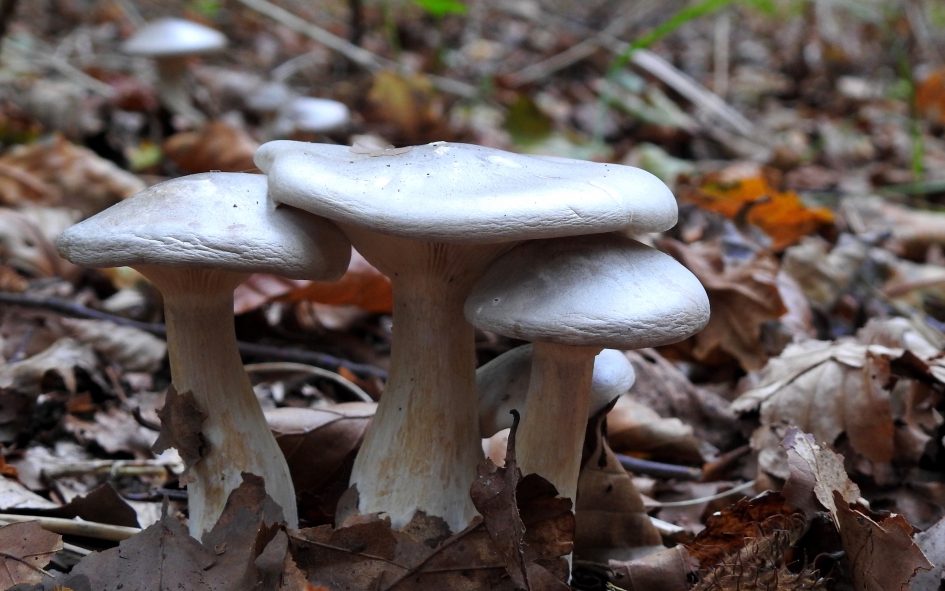 Benevelde zwammen - Schimmels - Nevelzwam