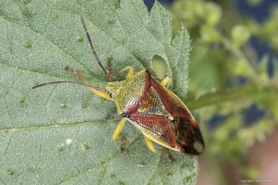 Berkenkielwants - Geleedpotigen - Berkenkielwants