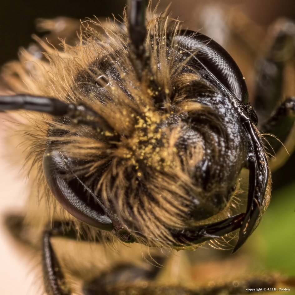 Bijna 31 oktober - Geleedpotigen - Zandbijtje