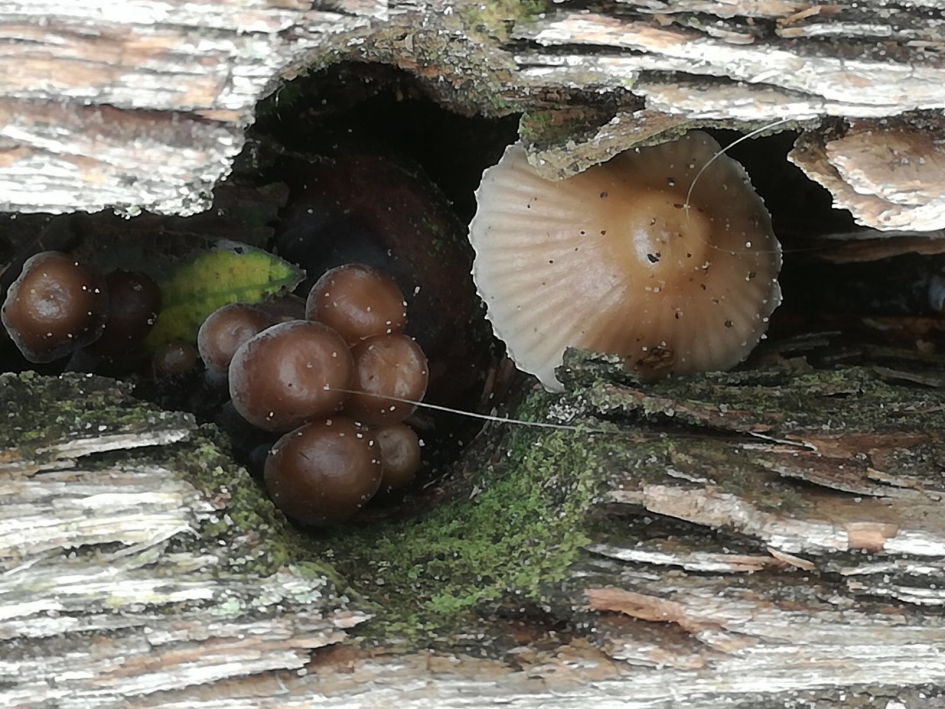 bijzonder plantje verstopt - Schimmels - 