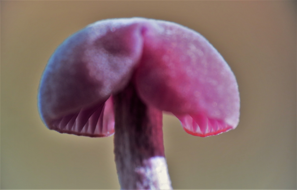 Bijzonder Spinnenweb - Overig - 