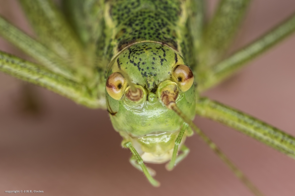 Binnen kijken - Geleedpotigen - Struiksprinkhaan