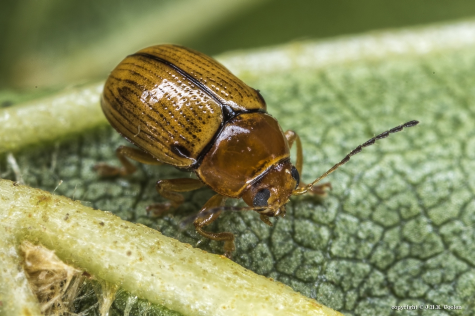 Bladhaantje  (Cryptocephalus populi) - Geleedpotigen - Bladhaantje