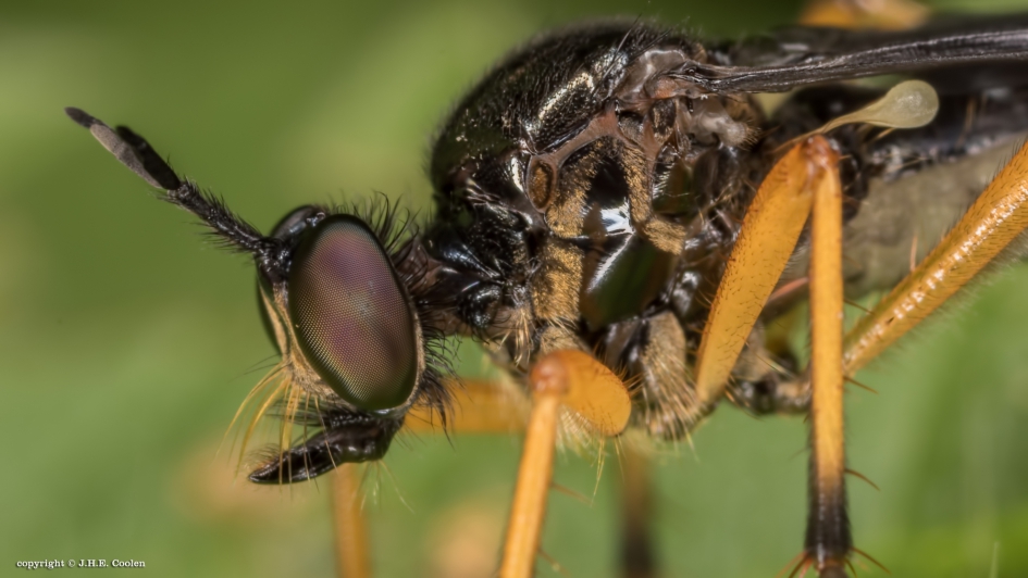 Bladjager - Geleedpotigen - Bladjager