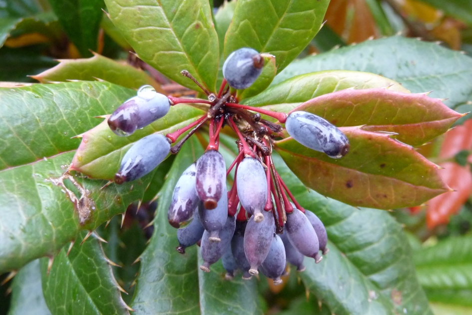 Blauwe bessen - Planten - 