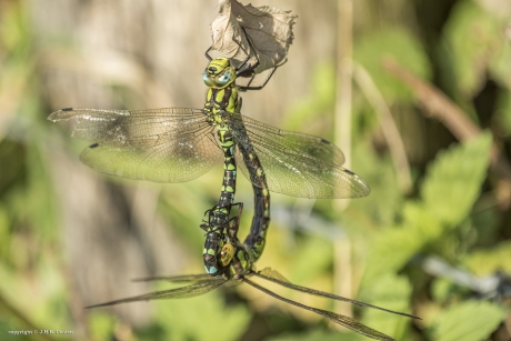 Blauwe glazenmaker(s)