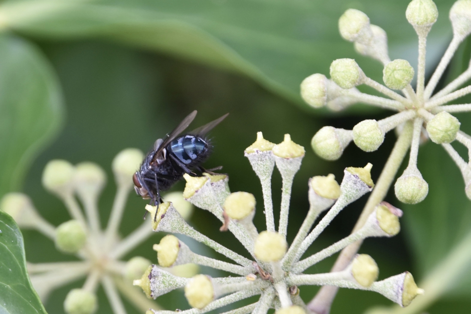 Blauwe vlieg - Geleedpotigen - 