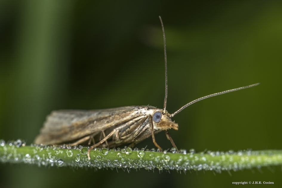 Blauwooggrasmot - Geleedpotigen - Blauwooggrasmot