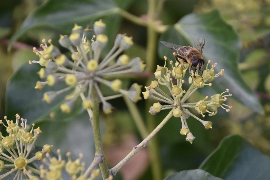 Blinde bij - Geleedpotigen - 