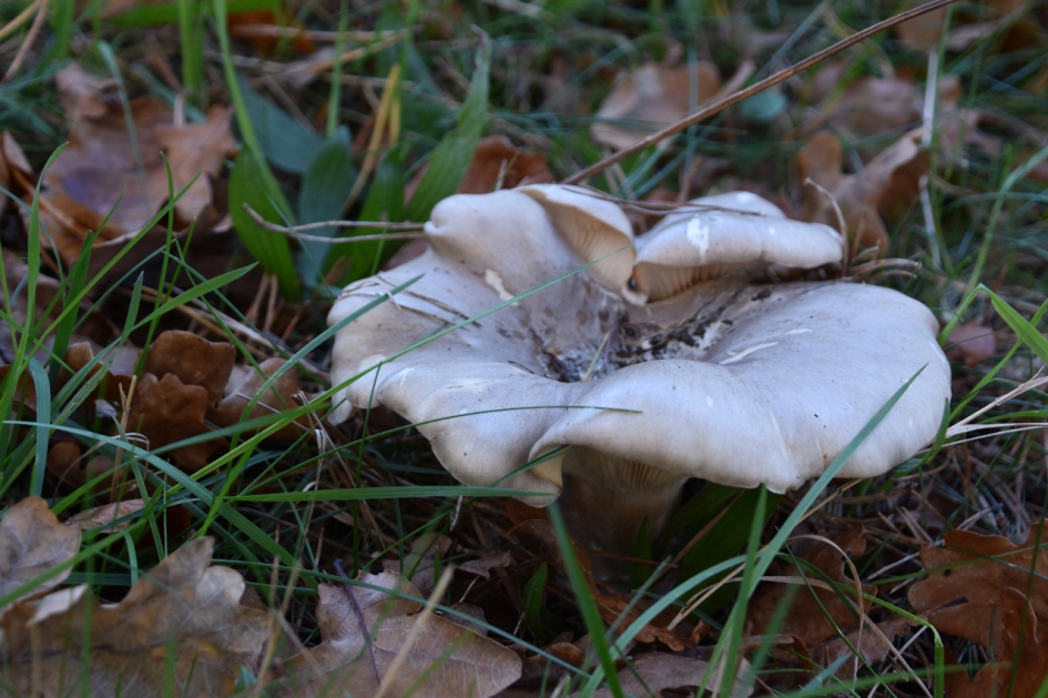 Trechterzwam? - Schimmels - 