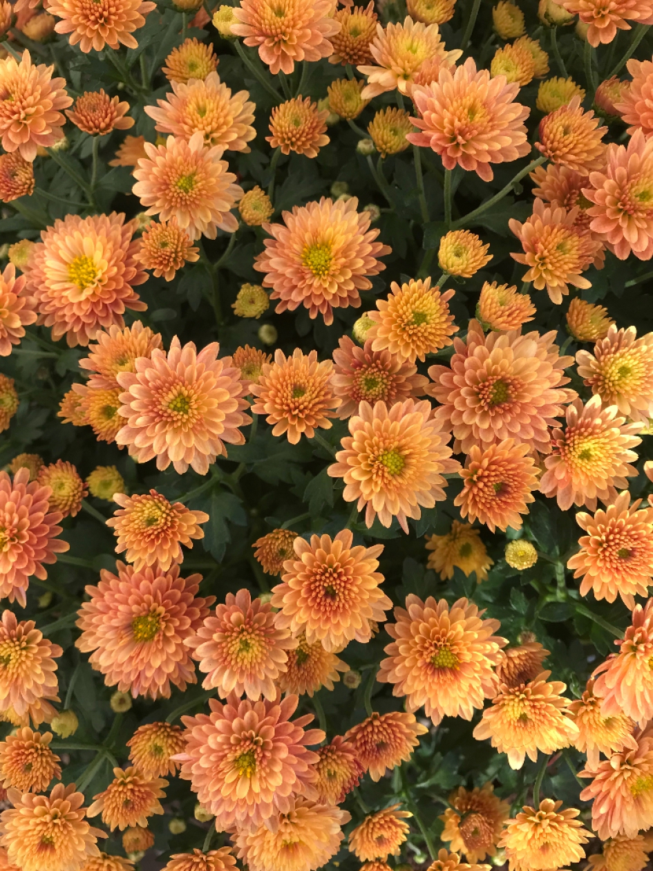 Bolchrysant - Planten - 
