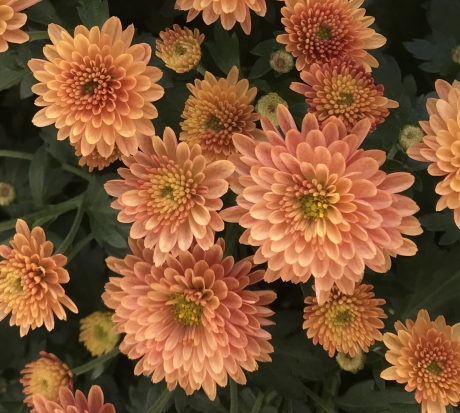 Bolchrysant