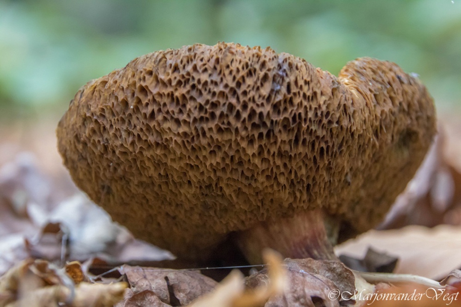 Boleet - Schimmels - Boleet