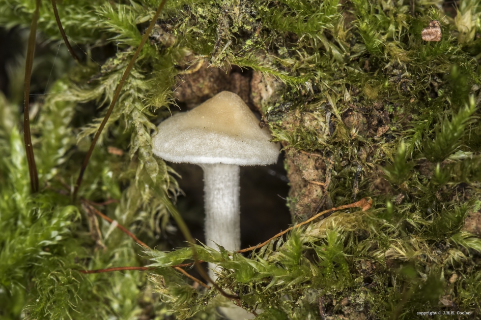 Boomhuisje - Schimmels - 