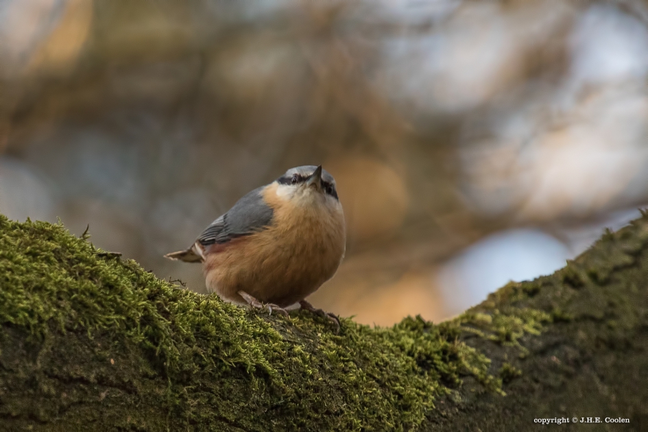 Boomklever - Vogels - Boomklever