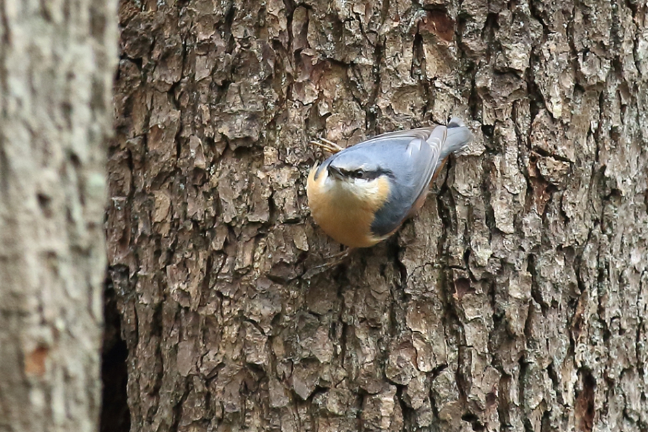 boomklever - Vogels - 