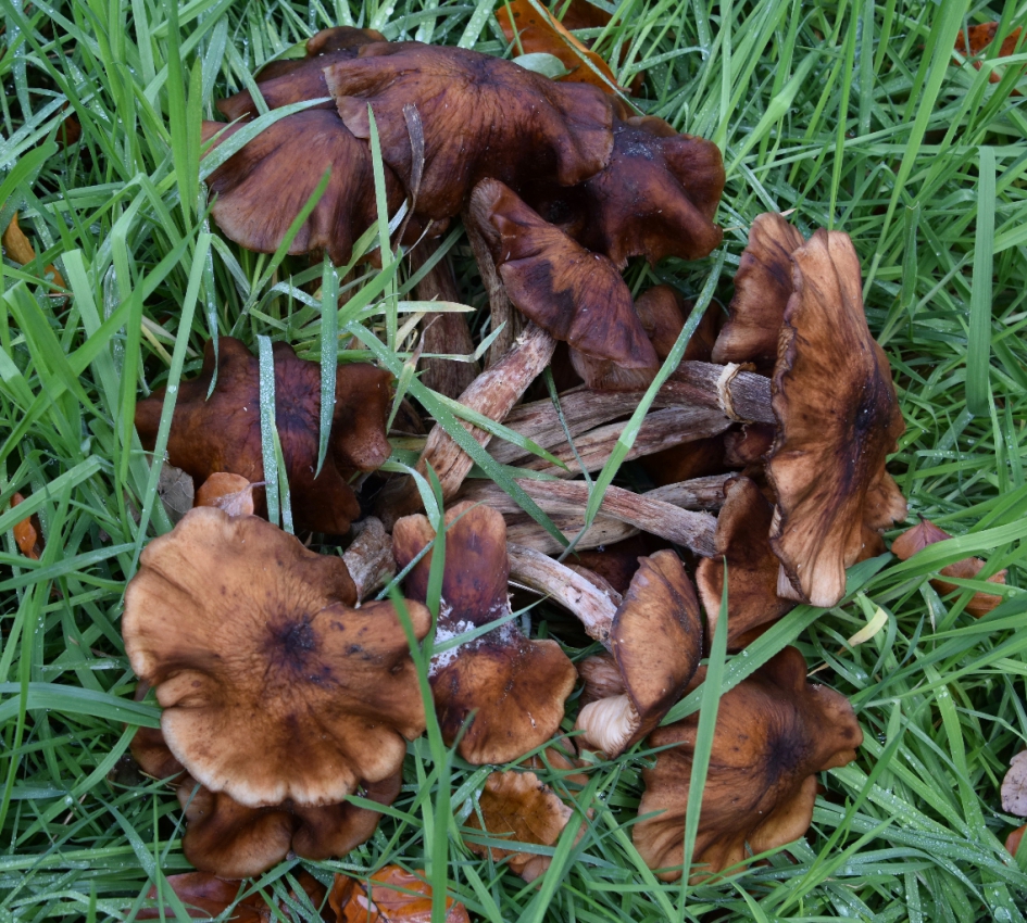 Bosje verlepte paddenstoelen - Schimmels - 