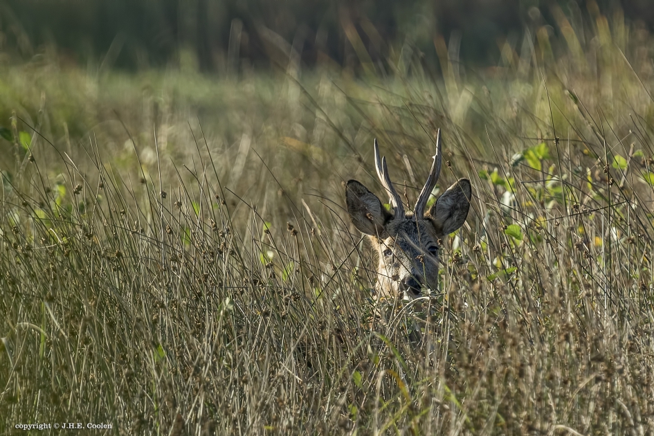 Boven het maaiveld - Zoogdieren - Reebok