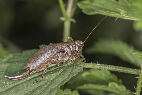 Bramensprinkhaan (vr)