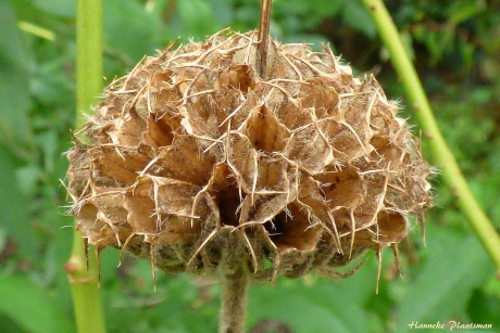 Brandkruid of Etagebloem