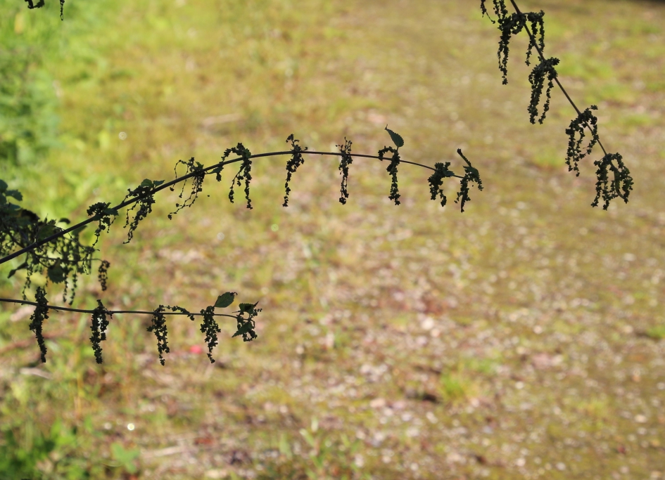 Brandnetelkabouter - Planten - Brandnetel