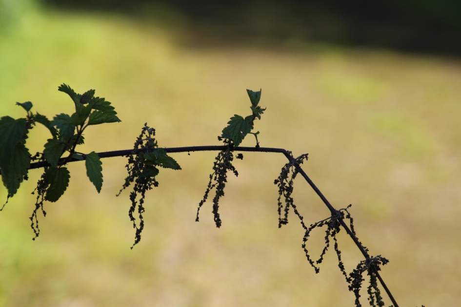 Brandnetelpauw - Planten - Brandnetel
