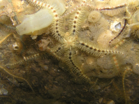 Brokkelster en doorschijnende zakpijp