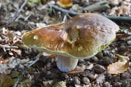 Bruine paddenstoel 2