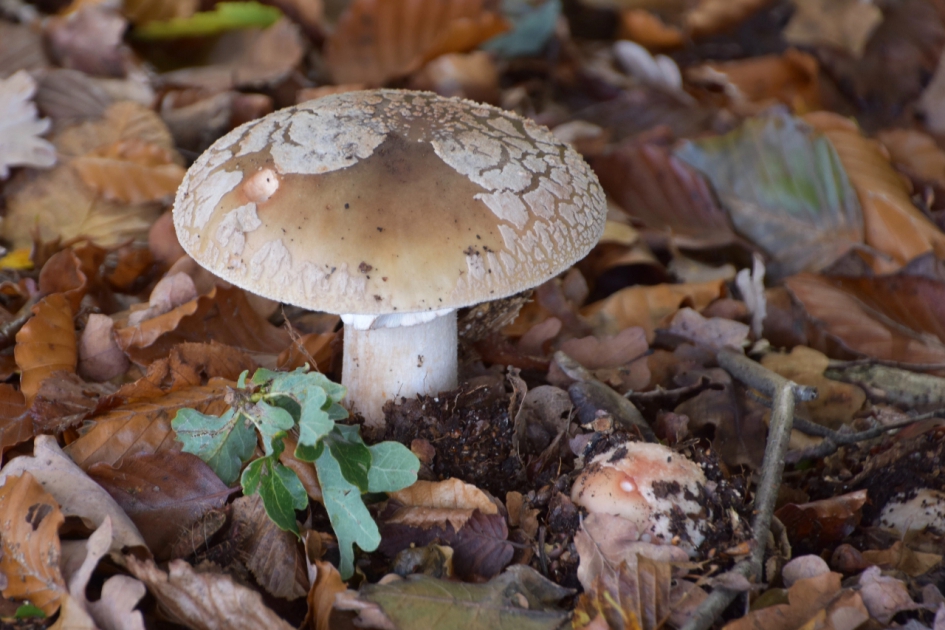 Bruine paddenstoel - Schimmels - 