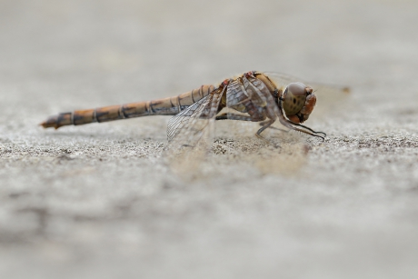 bruinrode heidelibel -v-