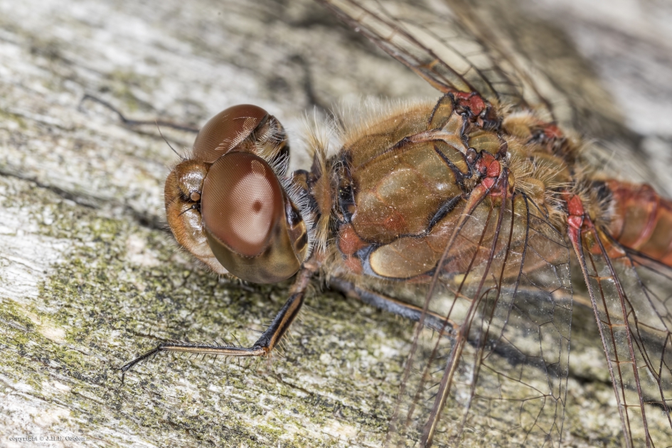 Bruinrode heidelibel - Geleedpotigen - Bruinrode heidelibel