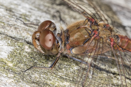 Bruinrode heidelibel