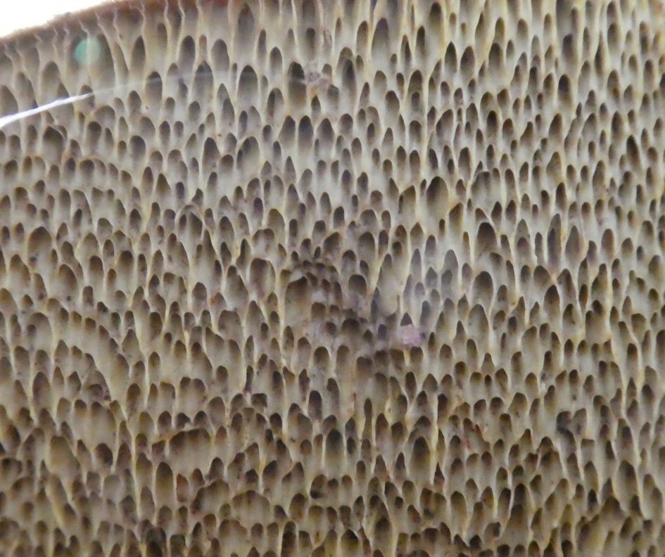 Buisjes van een kastanjeboleet - Schimmels - Kastanjeboleet