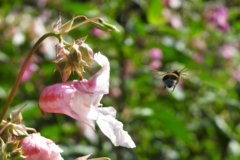 Bye bye - Geleedpotigen - Aardhommel