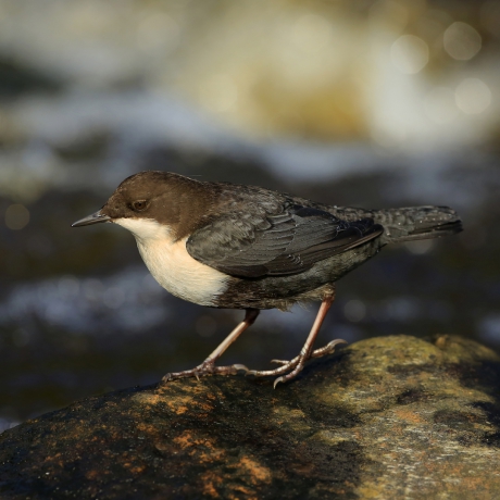 Cinclus cinclus cinclus