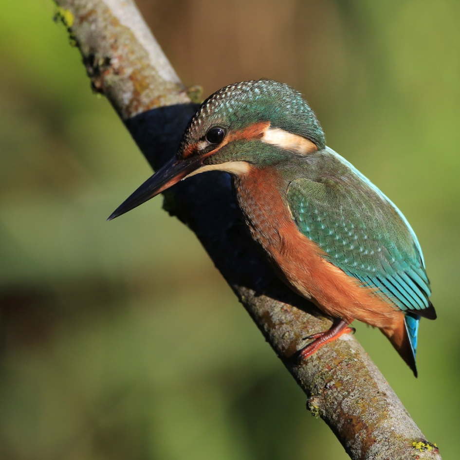 Concentratie - Vogels - IJsvogel