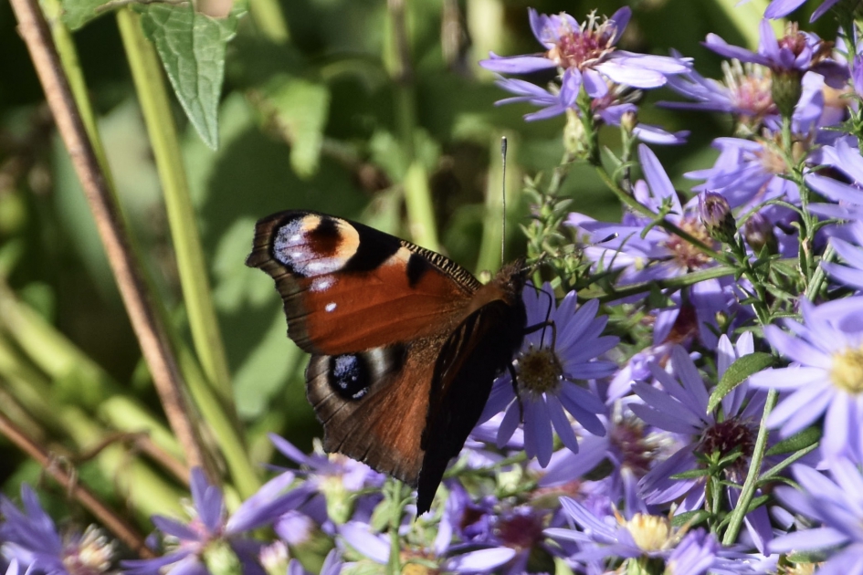 Dagpauwoog - Geleedpotigen - 