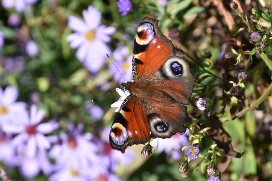 Dagpauwoog - Geleedpotigen - 