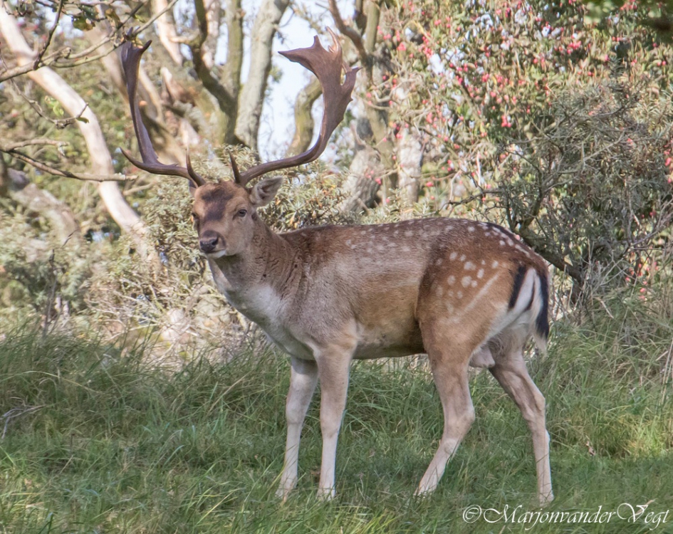 Damhert - Zoogdieren - Damhert
