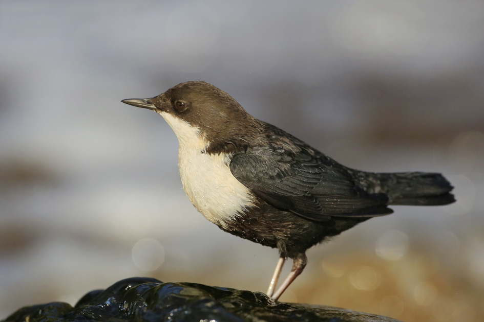 De Dipper - Vogels - ZwartbuikWaterspreeuw