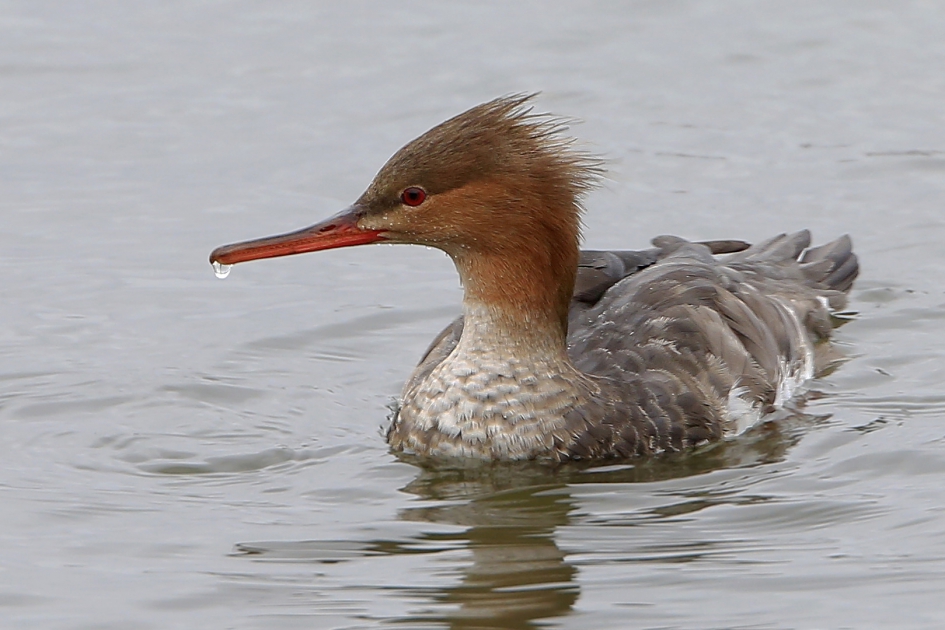 De druppel ... - Vogels - Middelste Zaagbek