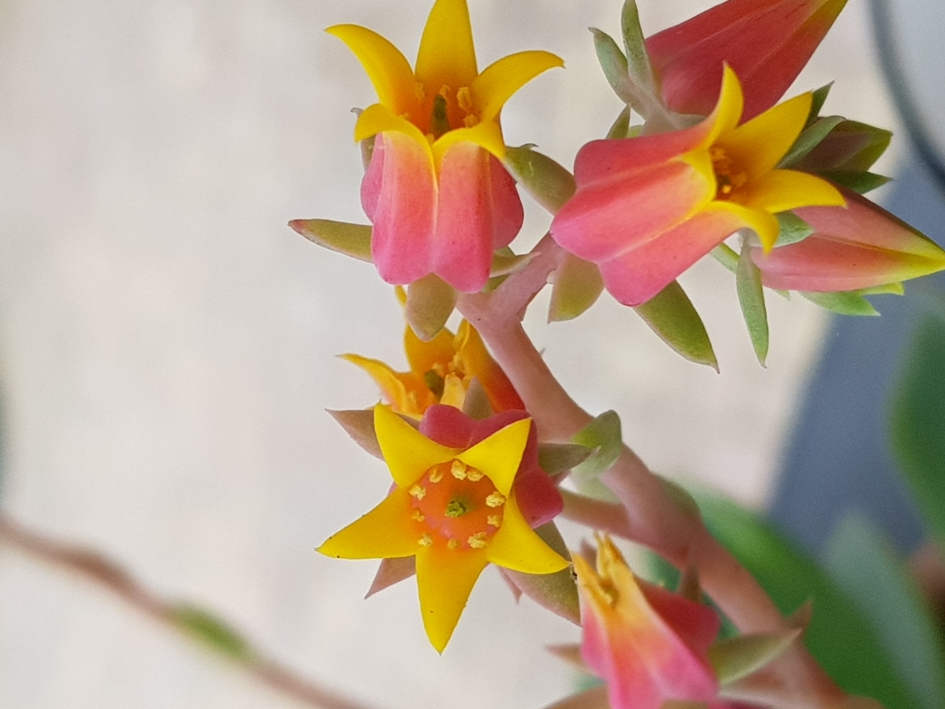 De kleine schoonheid - Planten - 