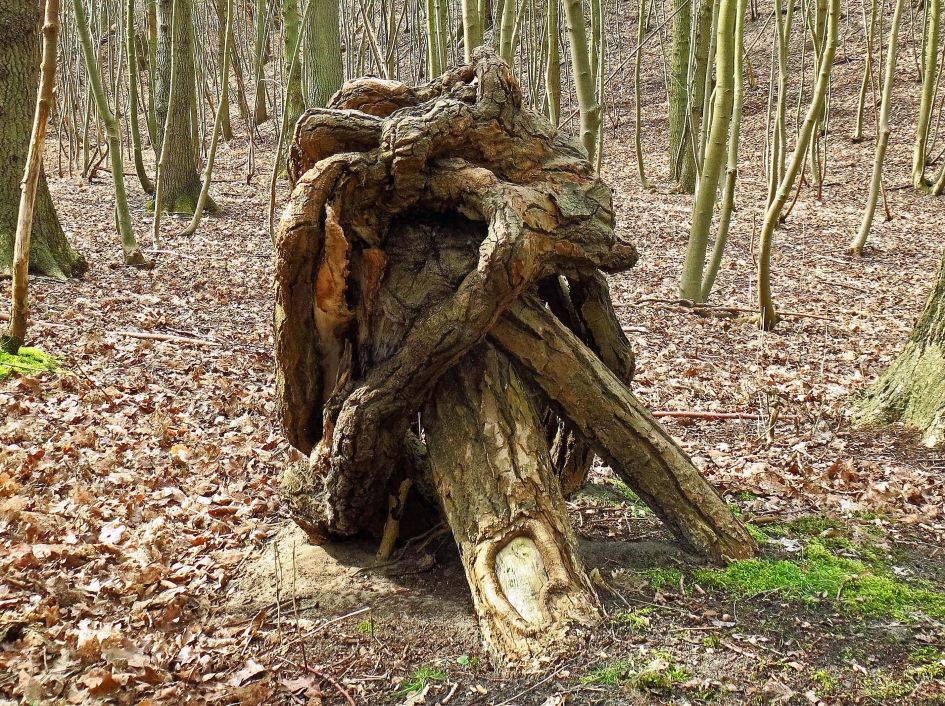 De Knoest - Planten - Boom